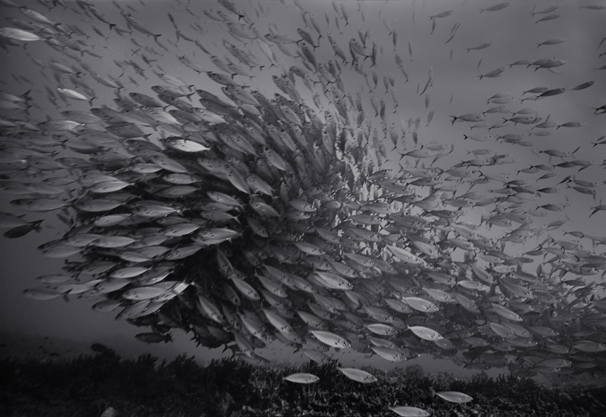 Wayne Levin Panthalassa 11